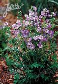 Polemonium boreale 'Heavenly Habit'